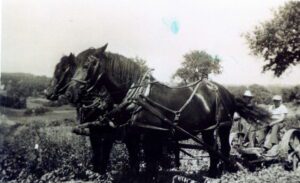 Vintage farm team of draft horses pulling plow