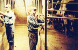 Farm workers milking dairy cows in parlor
