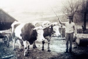 Farmer guiding yoked oxen pulling cart