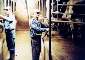Two farmers milking dairy cows in barn