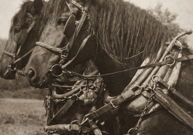 Pair of harnessed draft horses