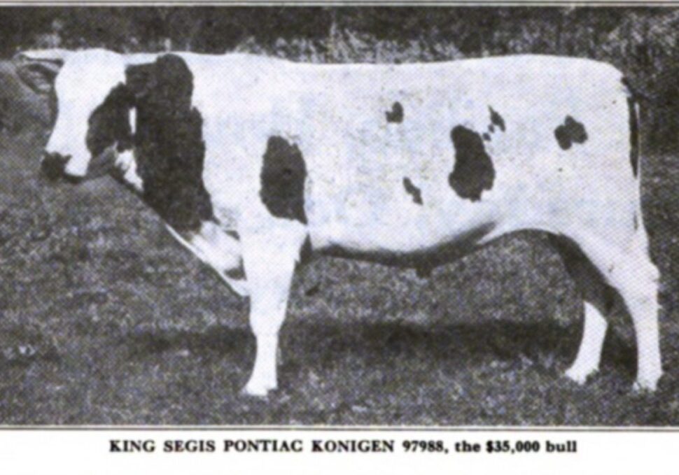 Prized Holstein bull side profile